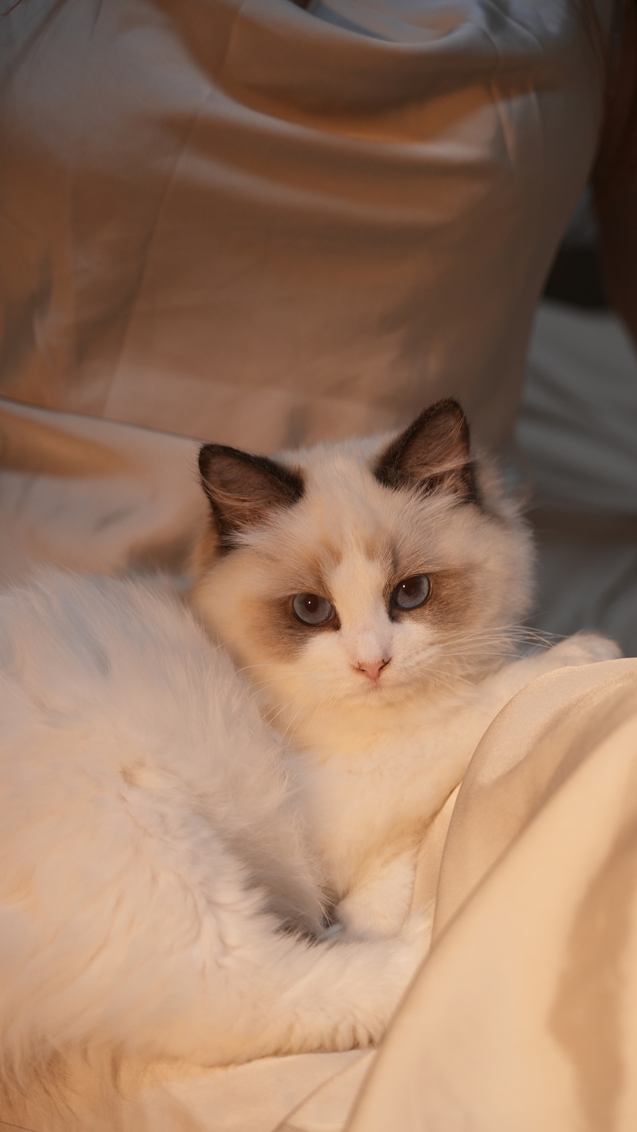 小猫莱莱（图ZMzYwMjc3NTE2） - 宠物摄影 - 站酷设计师糊糊RpQ原创素材 - 站酷ZCOOL