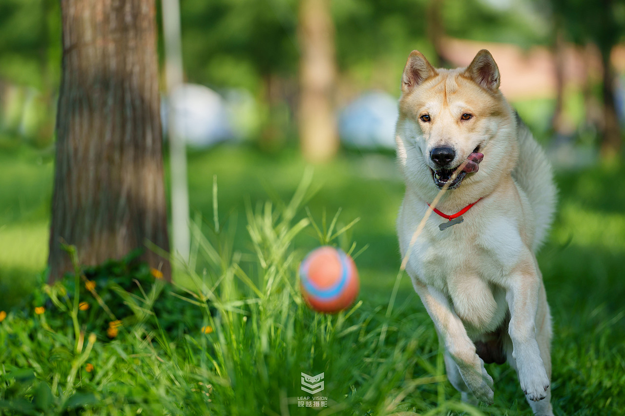 狗狗夏日戶外拍攝（圖ZMzQzMDE5ODM2） - 寵物攝影 - 站酷設(shè)計(jì)師小樣攝影原創(chuàng)素材 - 站酷ZCOOL