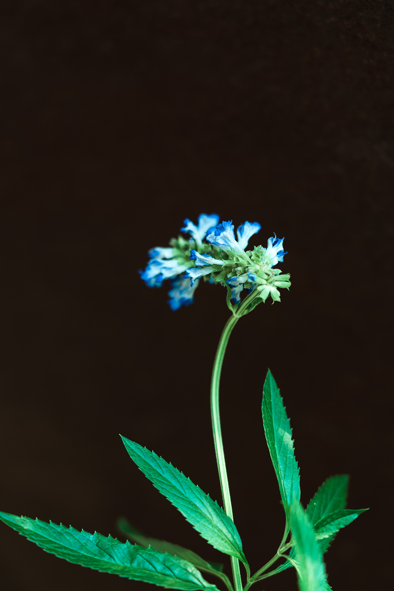 春天的花儿;上海植物园;植物;
