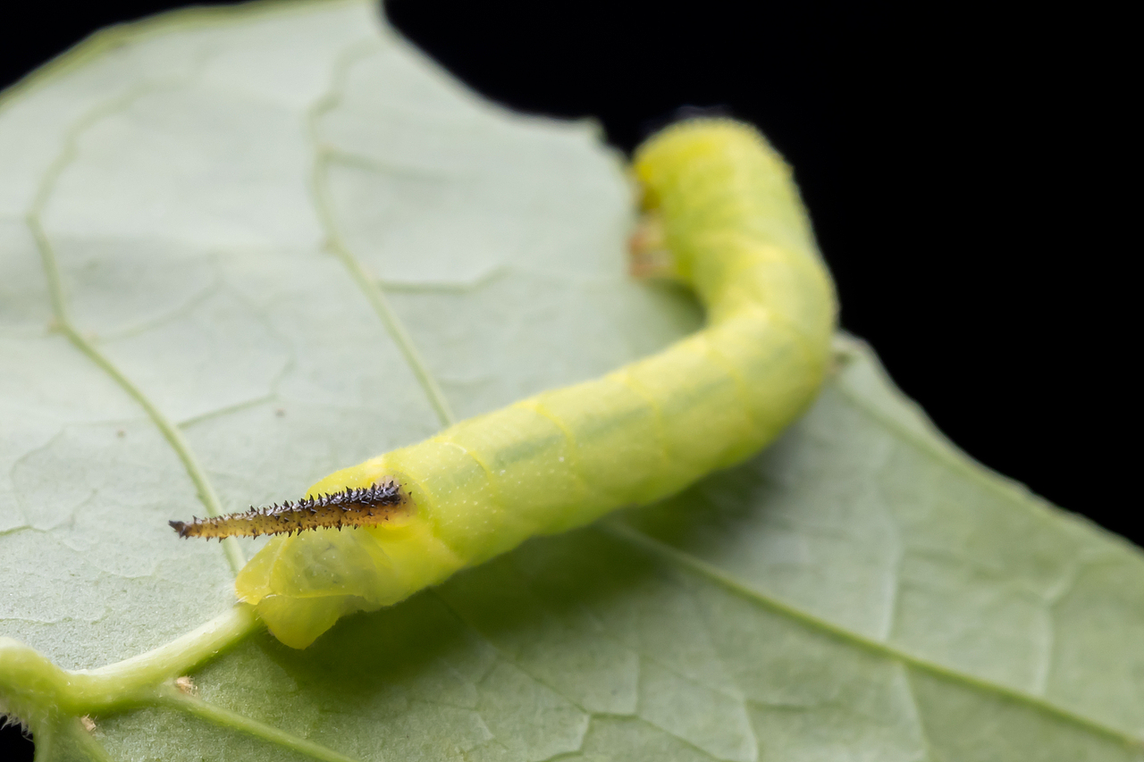 一条虫子（图ZMzA0NjE5MDQw） - 其他摄影 - 站酷设计师TAOWORKS原创素材 - 站酷ZCOOL