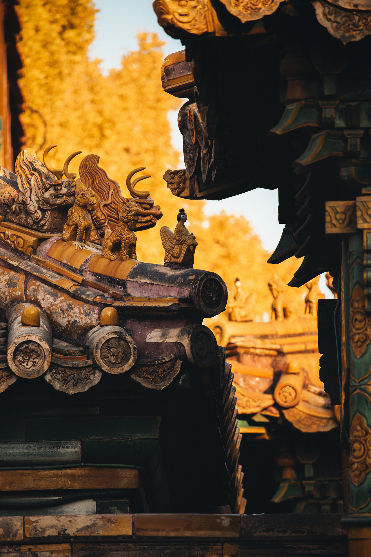 秋天北京故宮銀杏樹（圖ZMzI2OTY1MTY4） - 環(huán)境/建筑攝影 - 站酷設計師攝影師杜凱原創(chuàng)素材 - 站酷ZCOOL