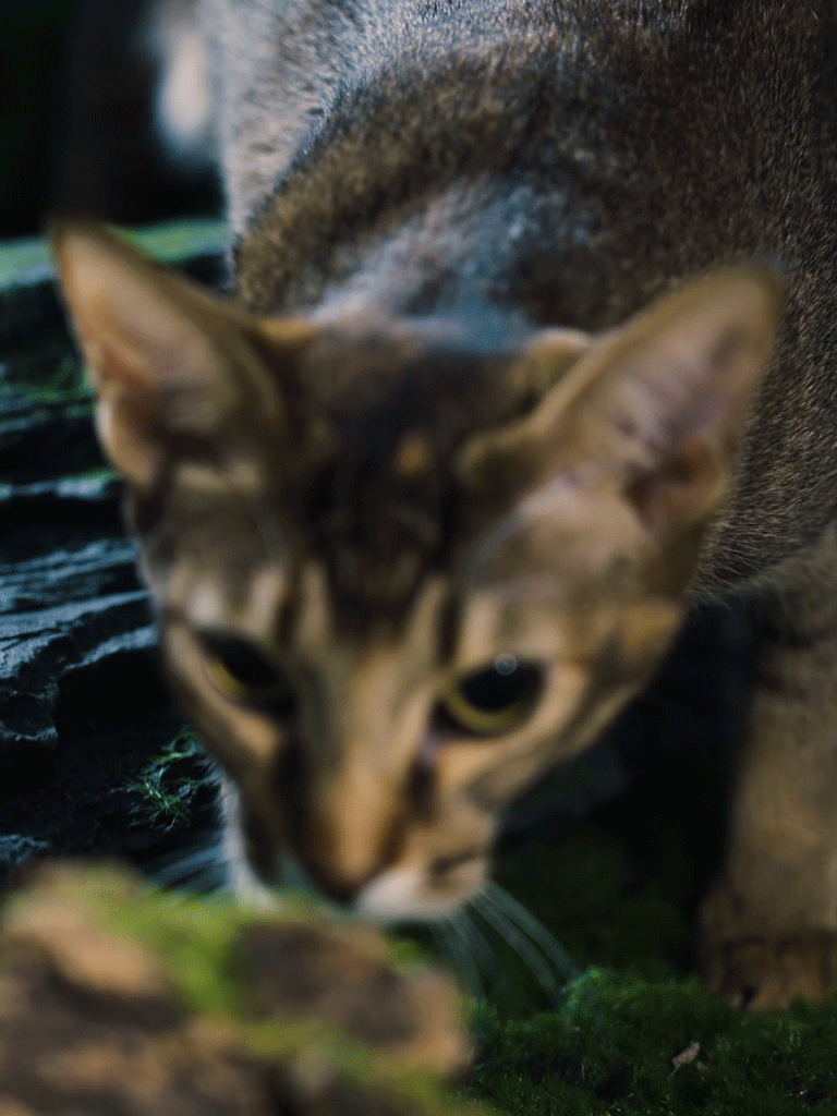 电商视频|麦富迪BARF冻干|宠物食品拍摄