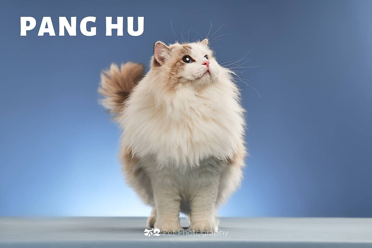 烟台美食摄影 | 萌宠 ✖ 不二造相