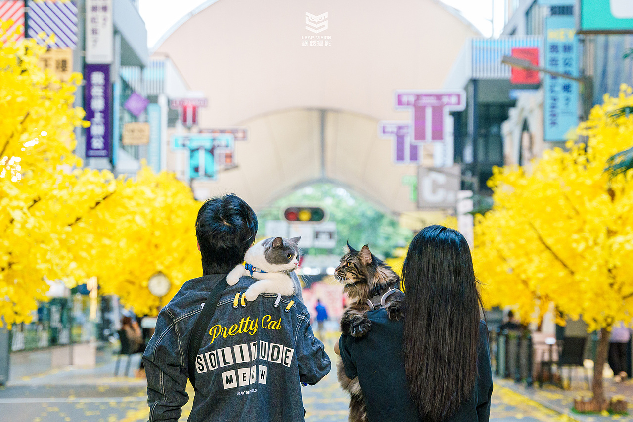 猫咪创意园拍摄（图ZMzYyNTE1Njgw） - 宠物摄影 - 站酷设计师小样摄影原创素材 - 站酷ZCOOL