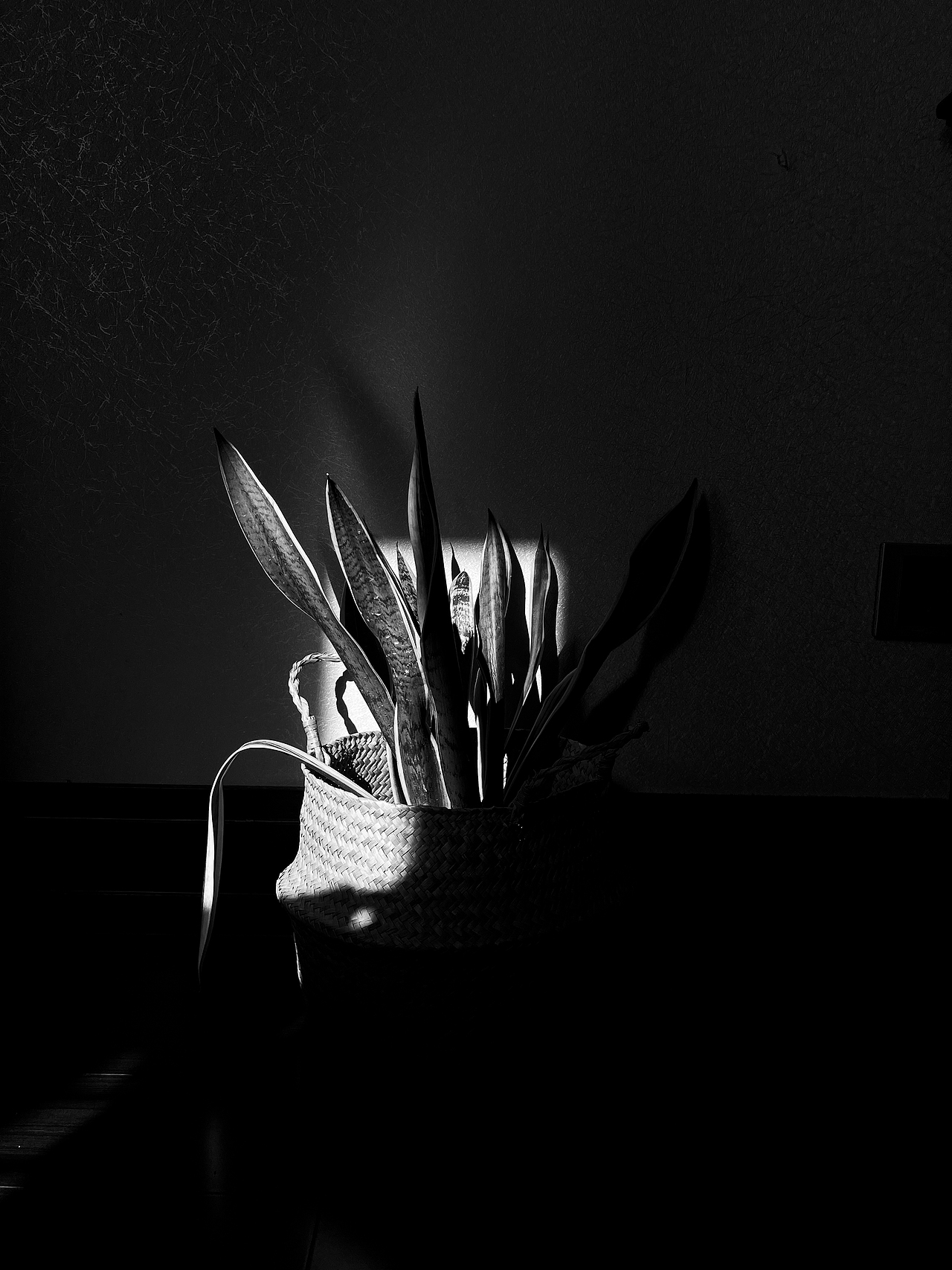 疫情下的居家碎片（图ZMjk5NjI2MTky） - 其他摄影 - 站酷设计师Shawn1018號原创素材 - 站酷ZCOOL