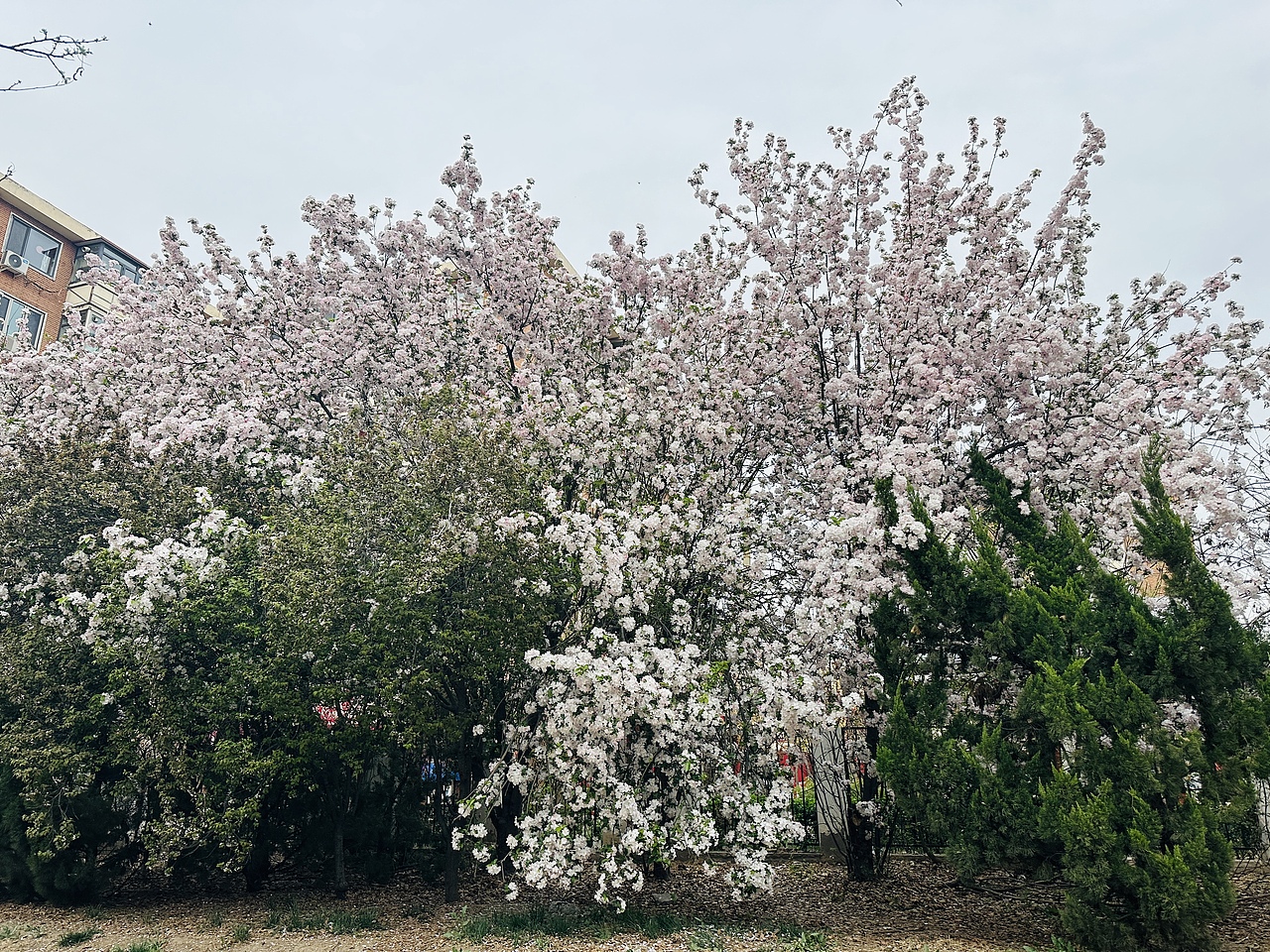 桃花盛开的季节