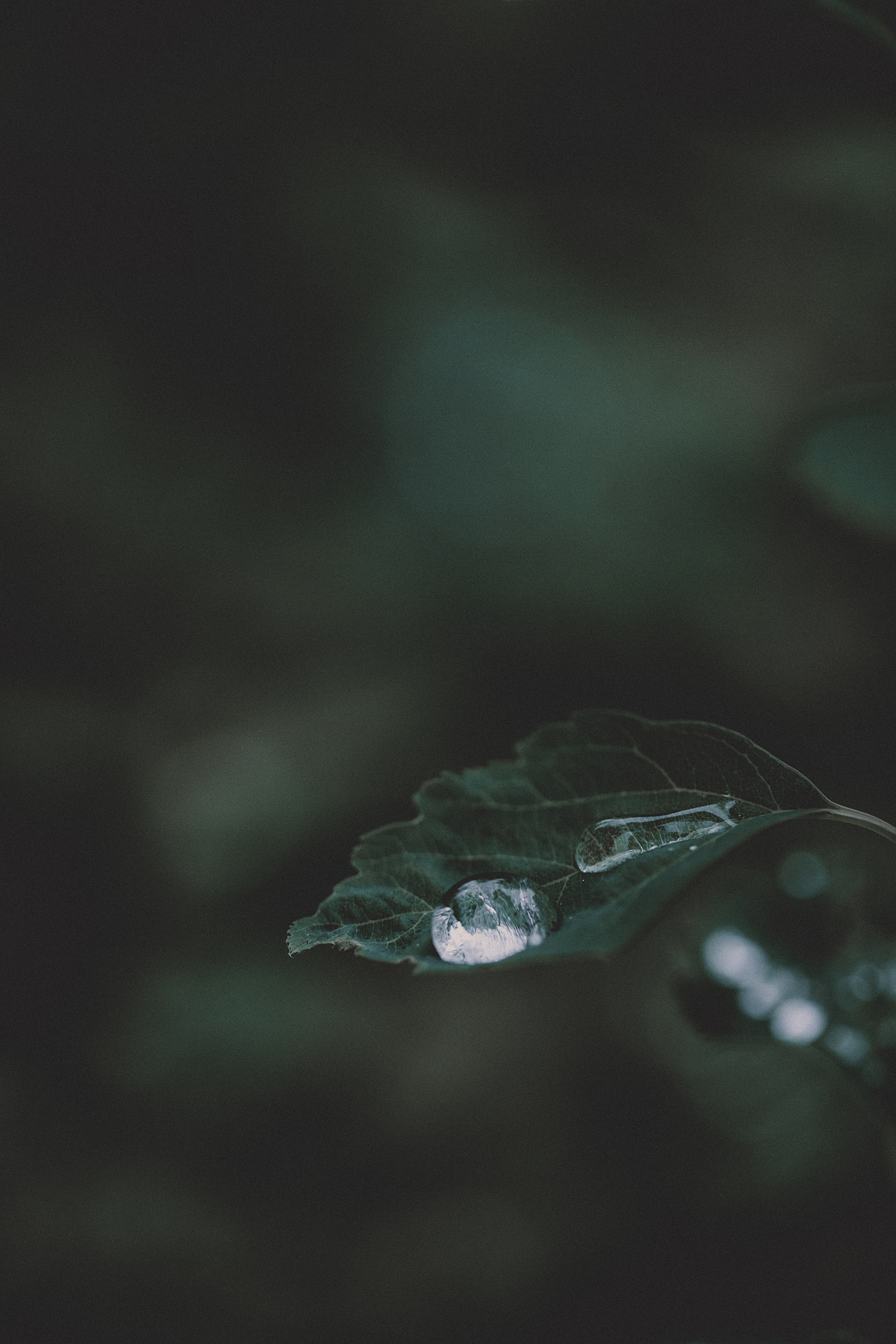 植物的夏天（图ZMzA5NDU5NzU2） - 风光摄影 - 站酷设计师贺班永合原创素材 - 站酷ZCOOL