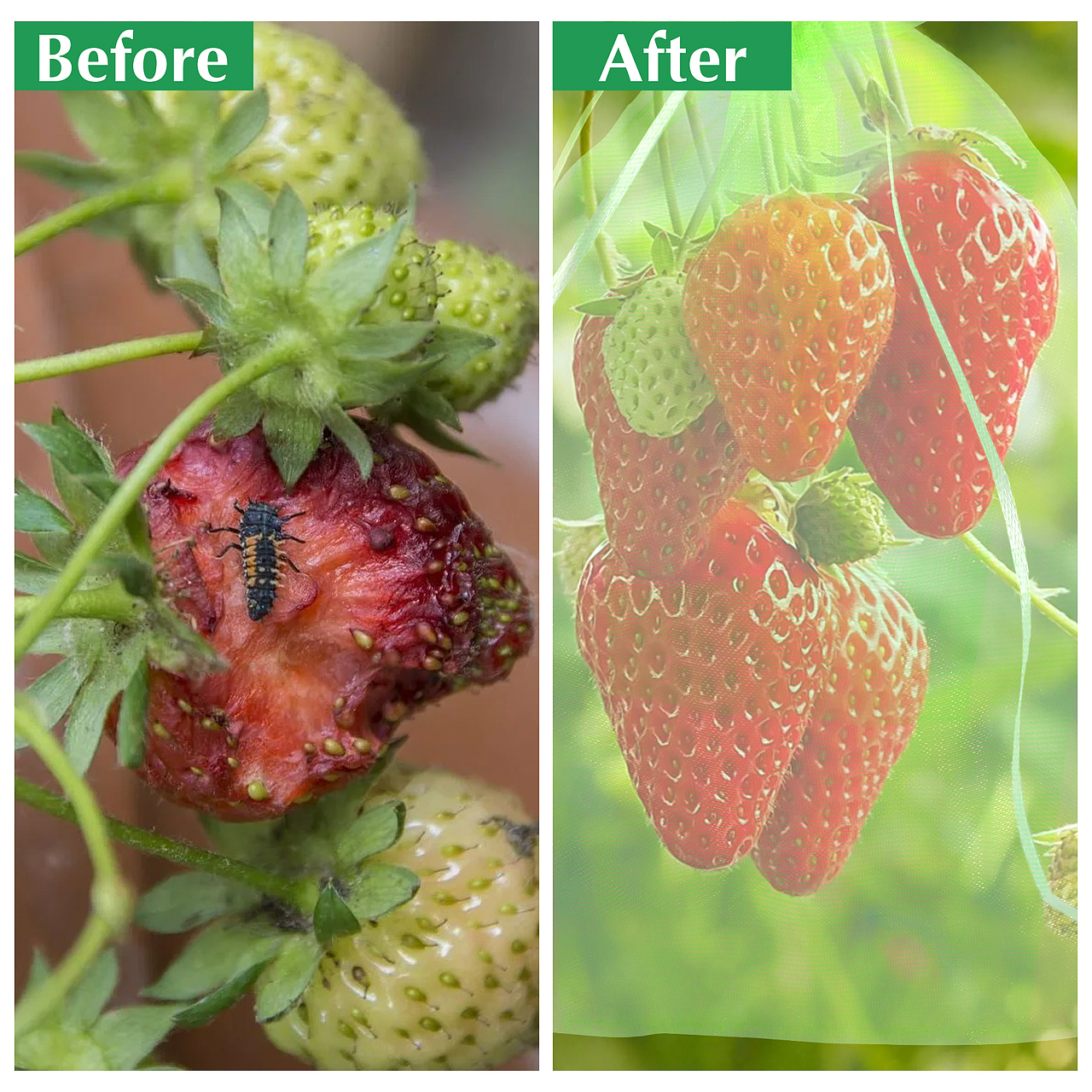 亚马逊拍摄产品拍摄详情页设计亚马逊做图PS果蔬网罩托