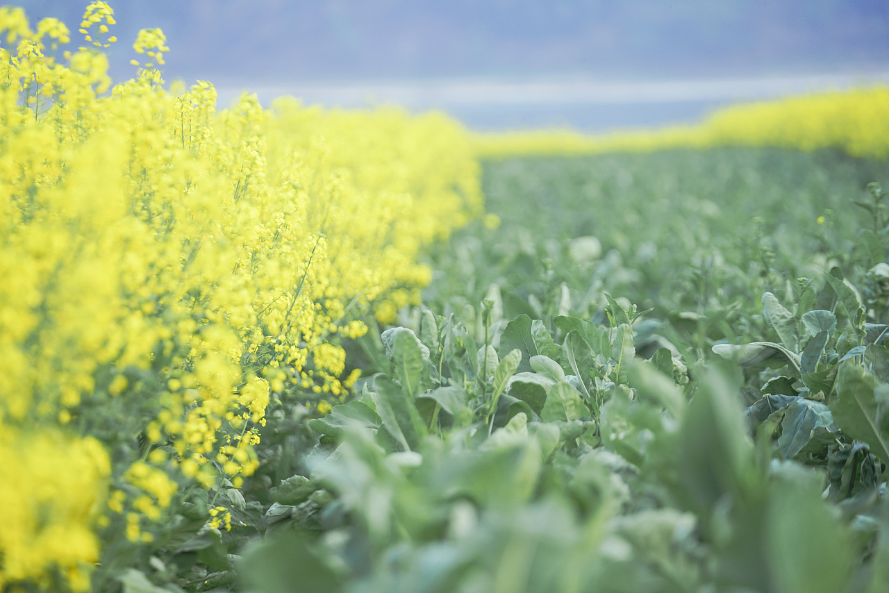 花开满山坡（图ZMzY1MzIxODA0） - 人像摄影 - 站酷设计师有田人家原创素材 - 站酷ZCOOL