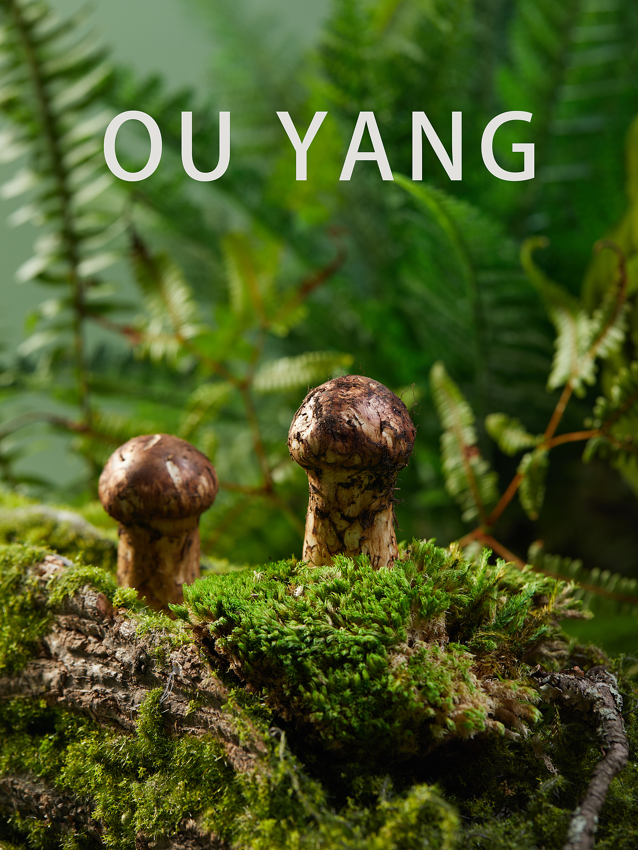 云南香格里拉松茸电商产品拍摄