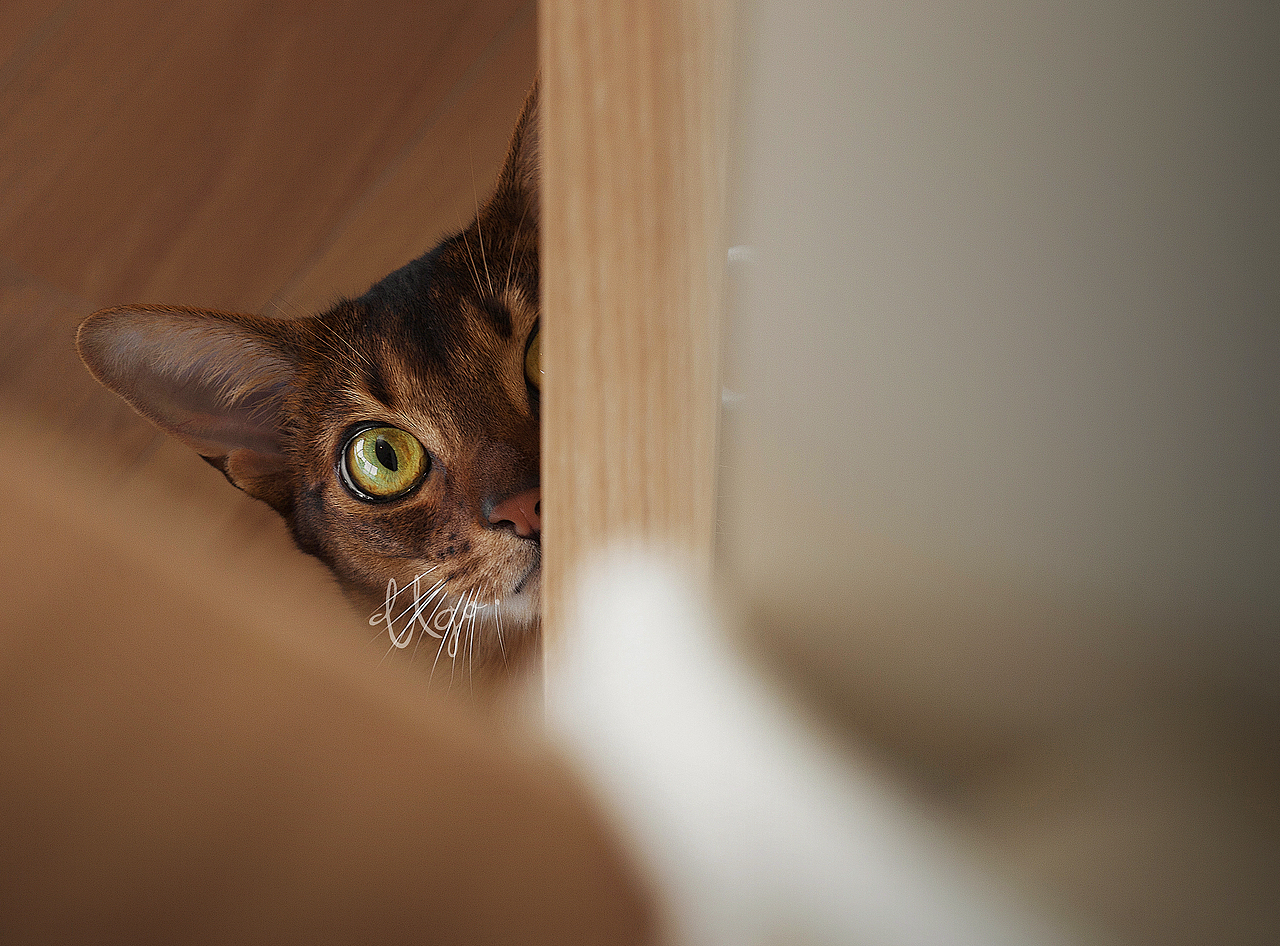 Gorgeous表达【动物摄影师何某某个人作品33】