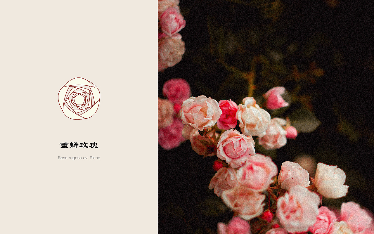 劲牌響酒包装设计（图ZMzAyMzEwNjc2） - 包装 - 站酷设计师Rosie_J原创素材 - 站酷ZCOOL