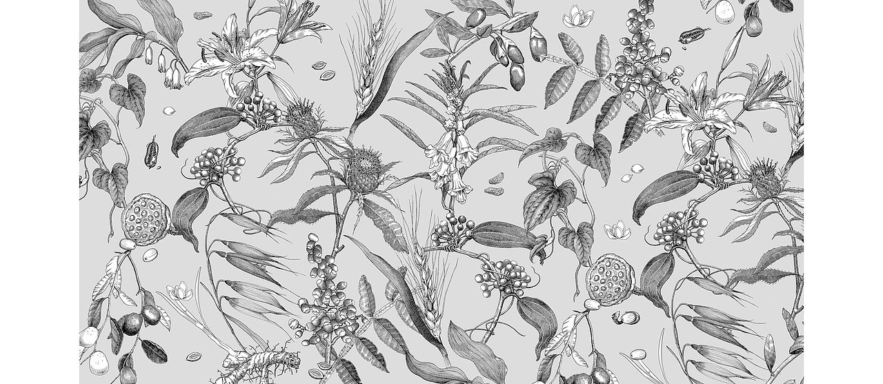 苏武插画《十二本草 . 本草银耳》的创作过程