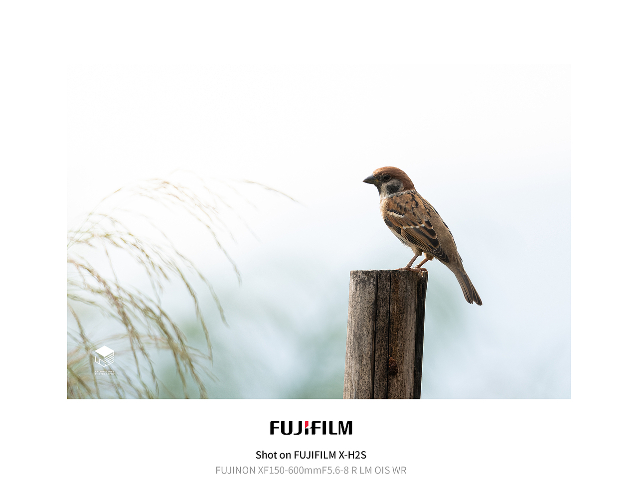 城市自然生态|鸟类(多图)