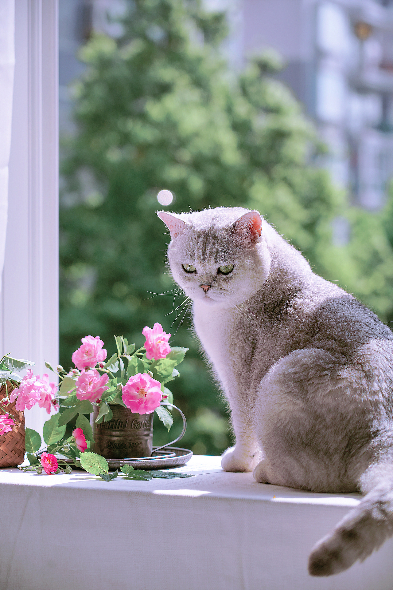 蔷薇花（图ZMzQyMzY5OTYw） - 其他摄影 - 站酷设计师小麦芽MY原创素材 - 站酷ZCOOL