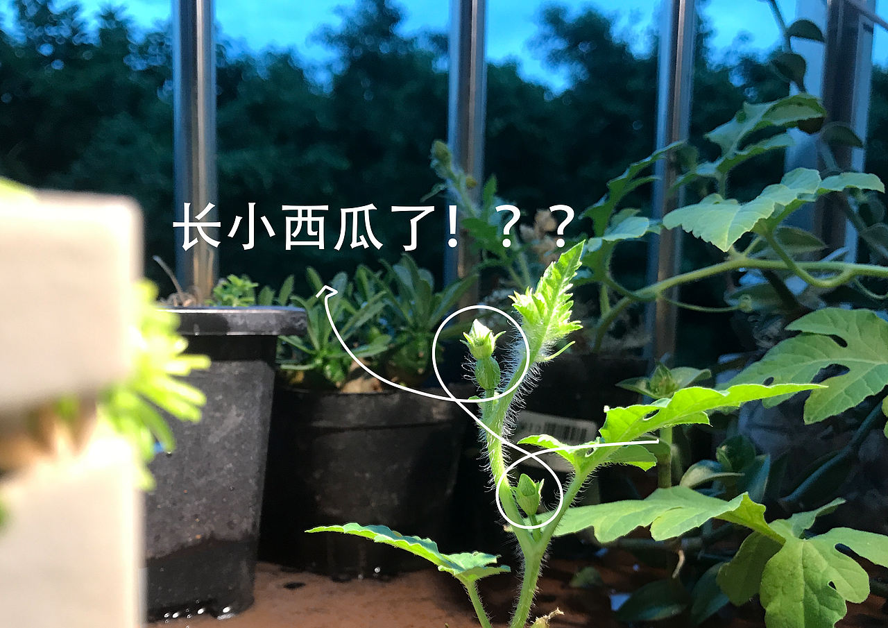 植物房子（图ZMzIxNzUwNjA0） - 生活用品 - 站酷设计师小红帽大俊原创素材 - 站酷ZCOOL