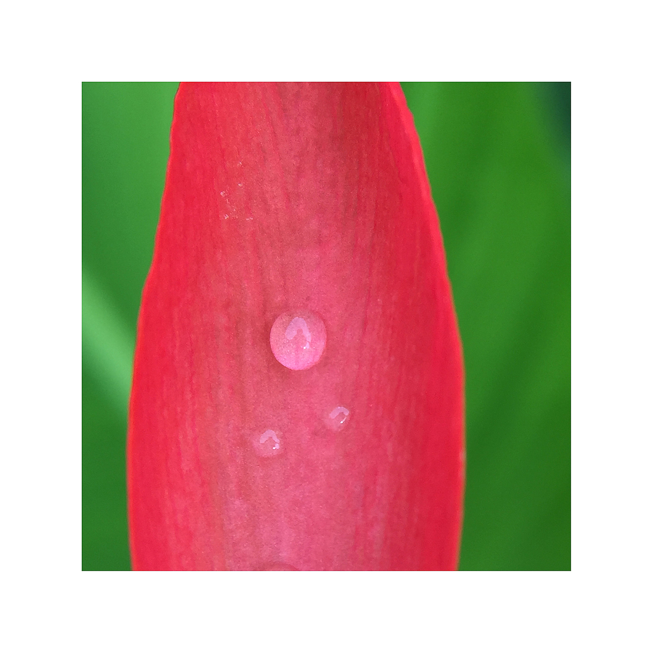 花花草草虫虫|手机摄影(二)