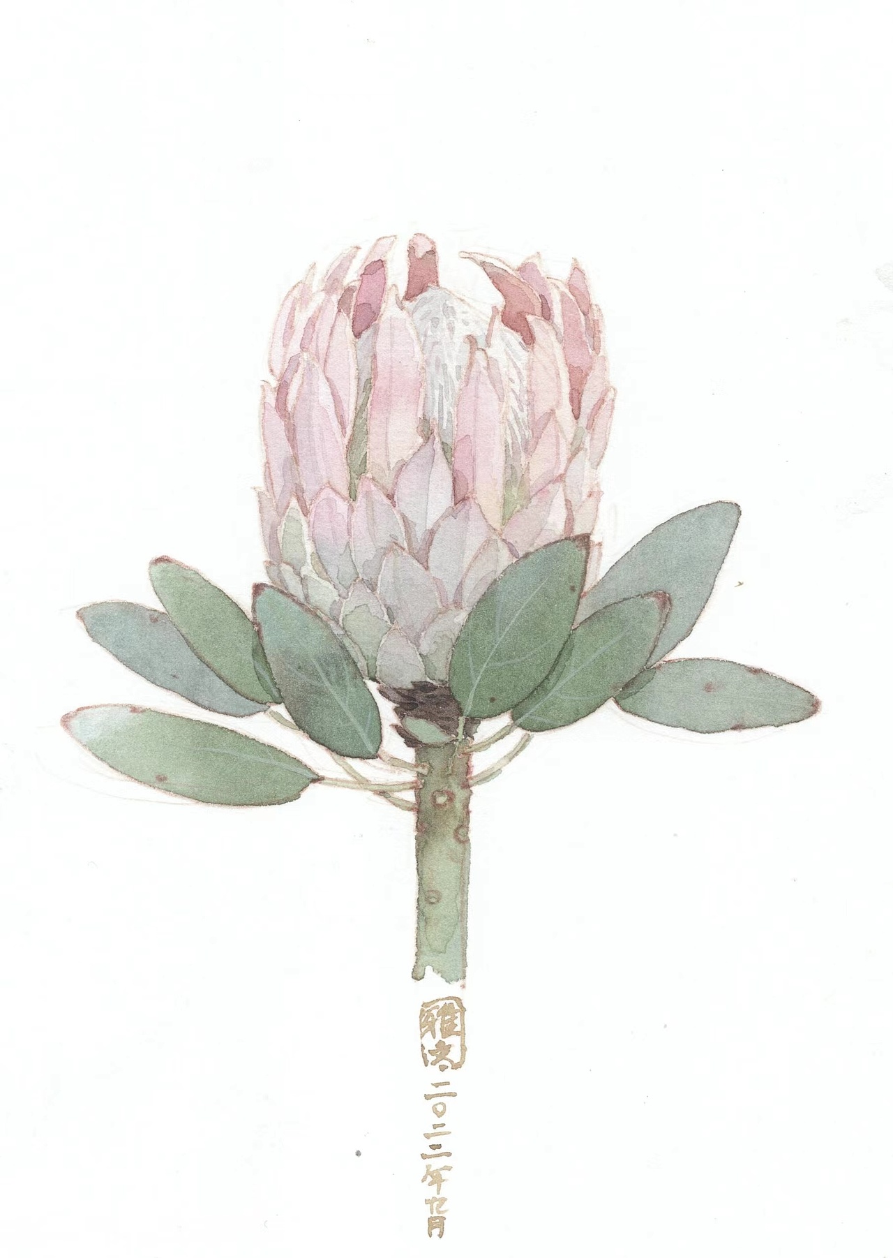 近期一些花卉作品