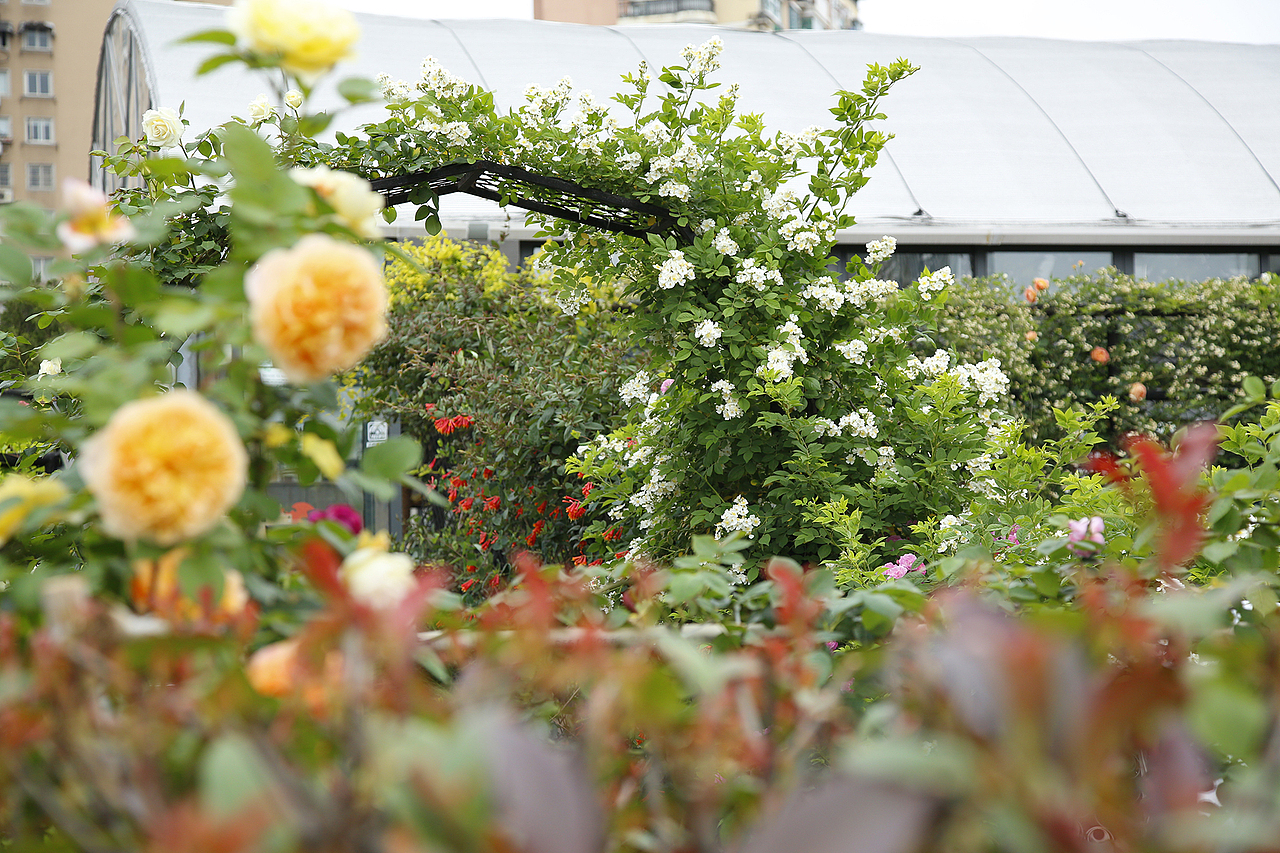 花至花园内的月季花