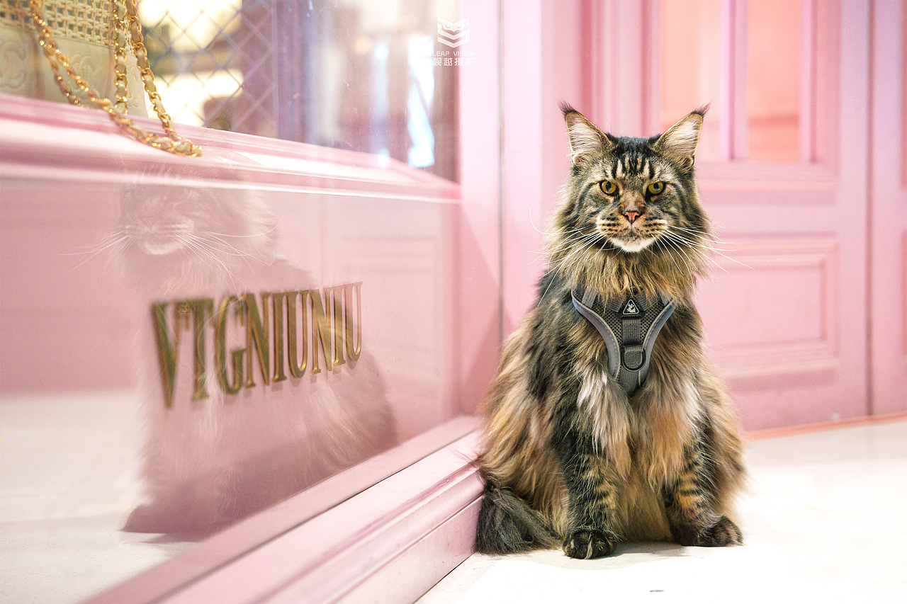 猫咪创意园拍摄（图ZMzYyNTE2NjE2） - 宠物摄影 - 站酷设计师小样摄影原创素材 - 站酷ZCOOL