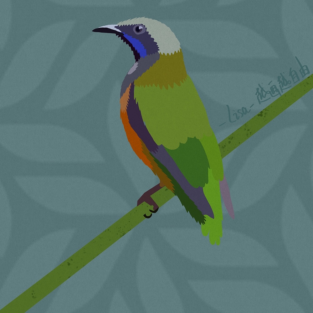 自由插画师可以为世界做些什么—81只鸟作品集