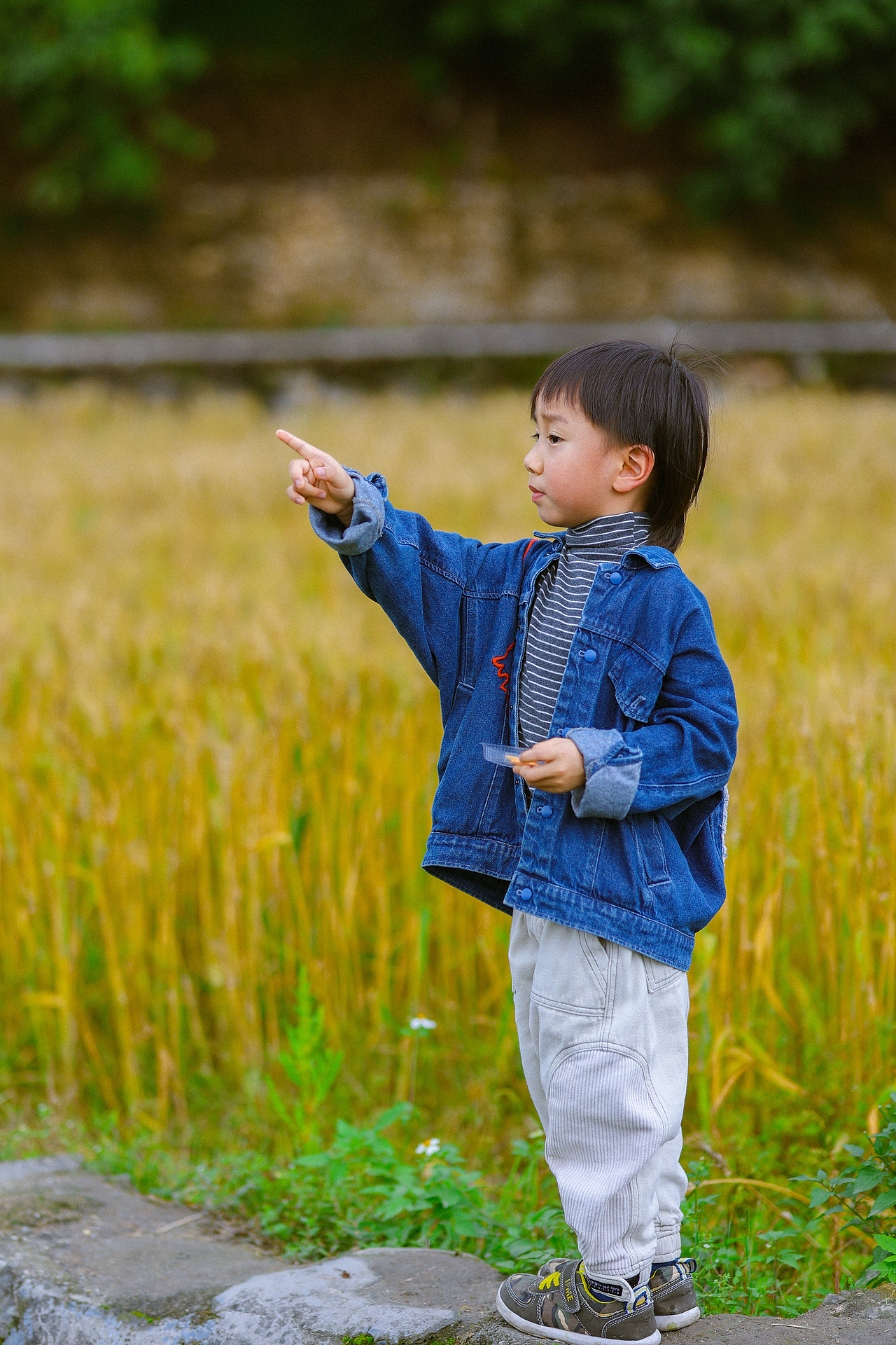 罗洞工匠小镇-金色稻田(上)