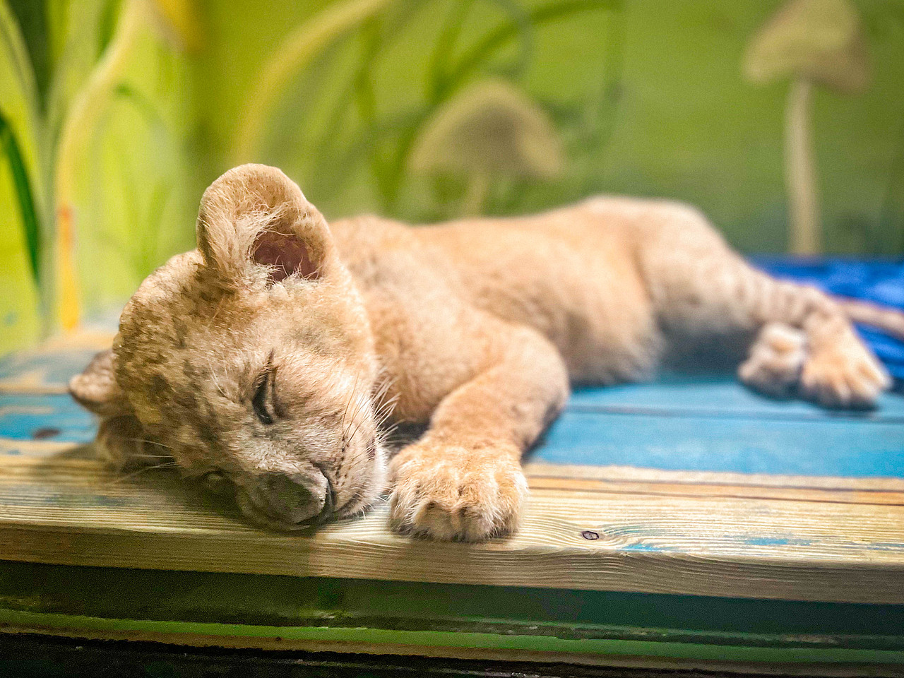 2023年7月广州长隆动物园（图ZMzQ1MjQyNTcy） - 风光摄影 - 站酷设计师Krystal馨原创素材 - 站酷ZCOOL