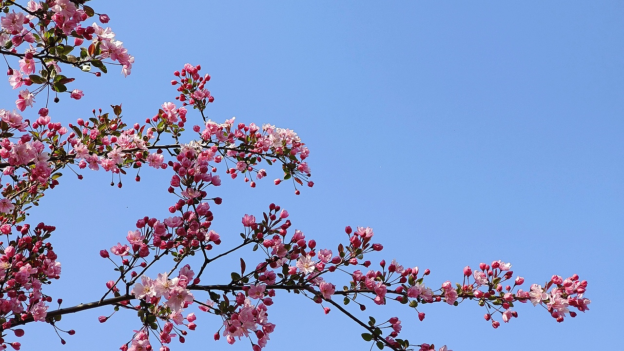 省耕公园--海棠花