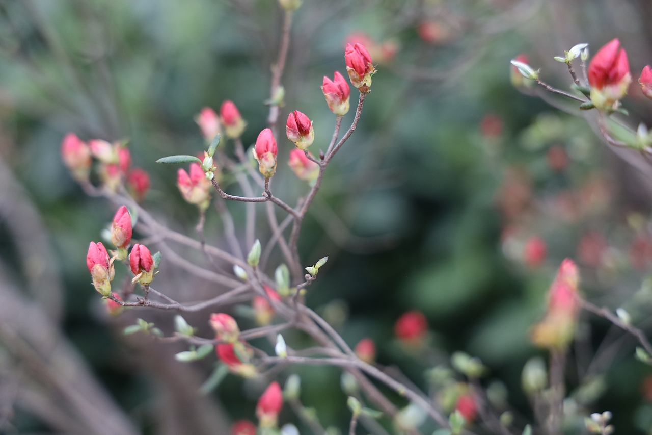 刺红（图ZMzA0NDUyMDcy） - 风光摄影 - 站酷设计师商陆2334原创素材 - 站酷ZCOOL