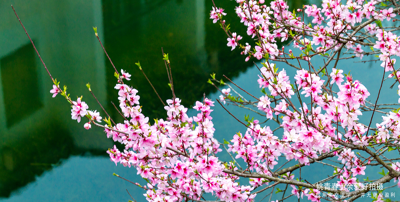 江南水乡巡塘古镇姚青春2023随拍照片