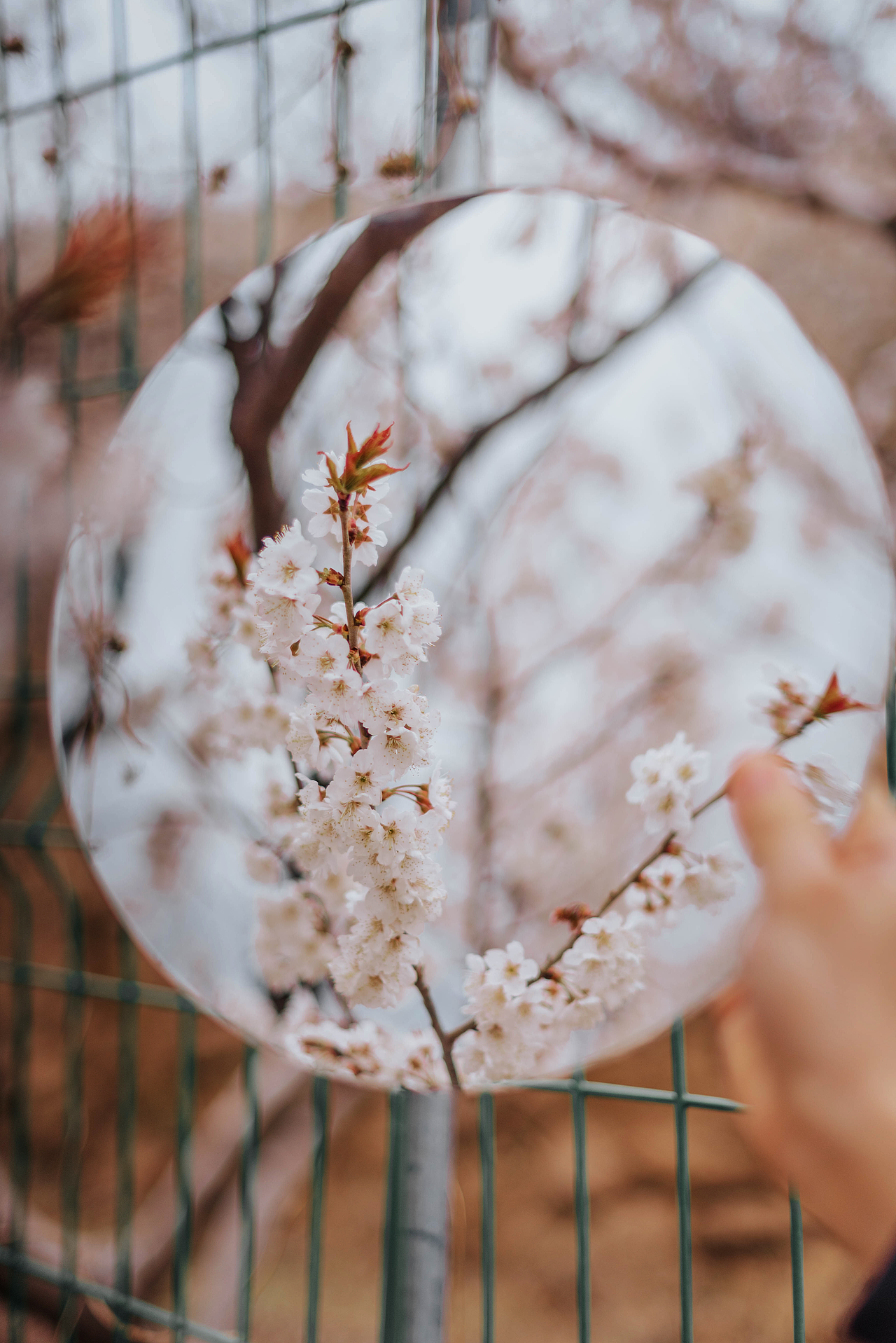 青岛樱花季摄影（图ZMzM1MTM1NzI4） - 人像摄影 - 站酷设计师沐风视觉原创素材 - 站酷ZCOOL