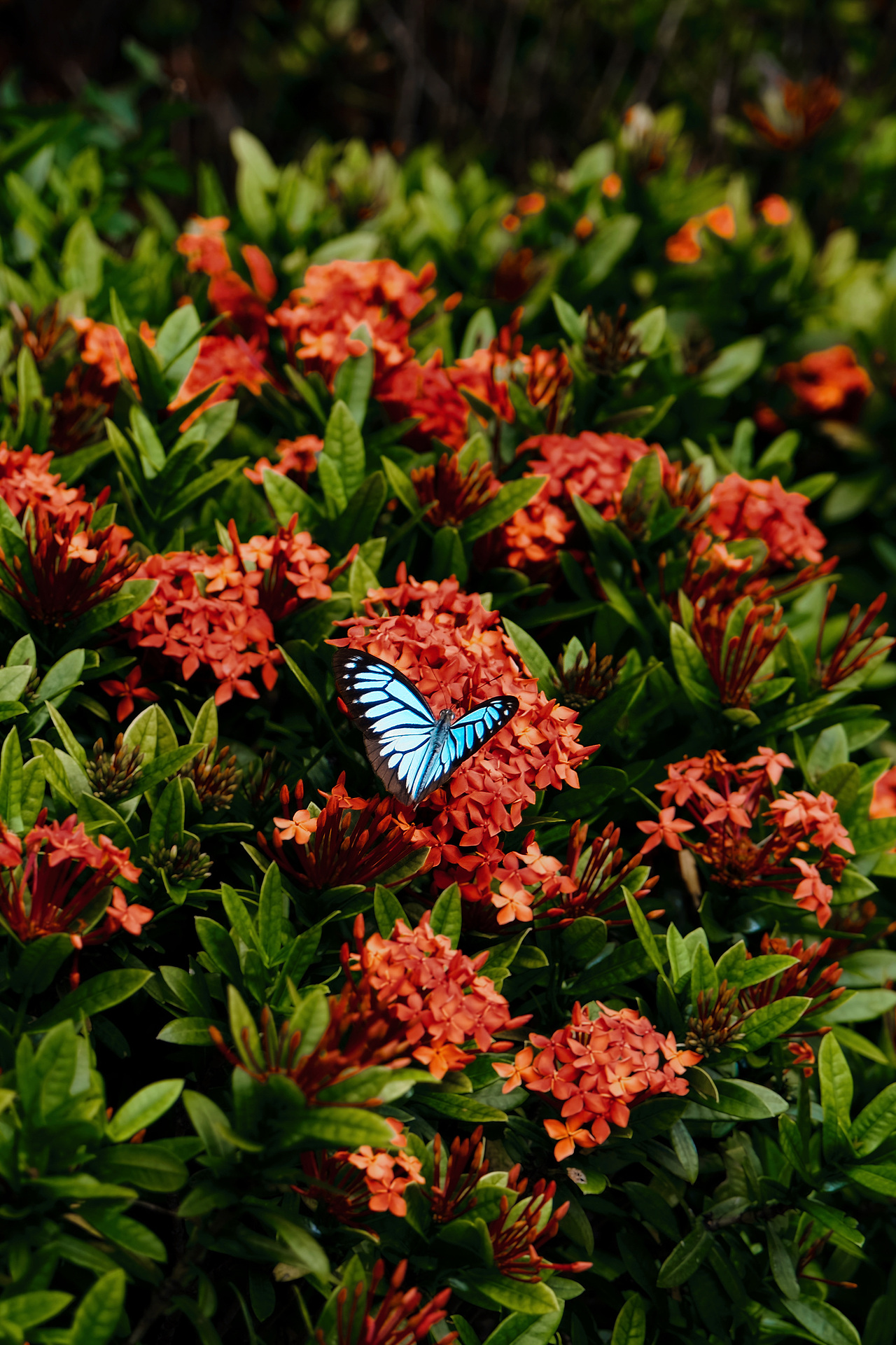 香港和三亞的兩種藍(lán)色（圖ZMzUzMjczMTM2） - 風(fēng)光攝影 - 站酷設(shè)計(jì)師鬧海小樹(shù)原創(chuàng)素材 - 站酷ZCOOL