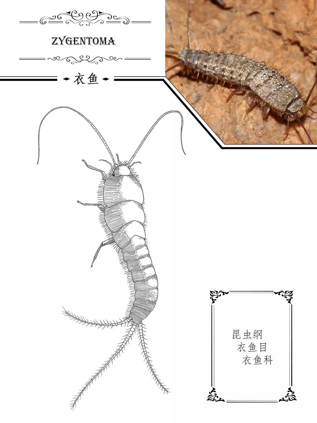 钢笔画 | 昆虫 其之三