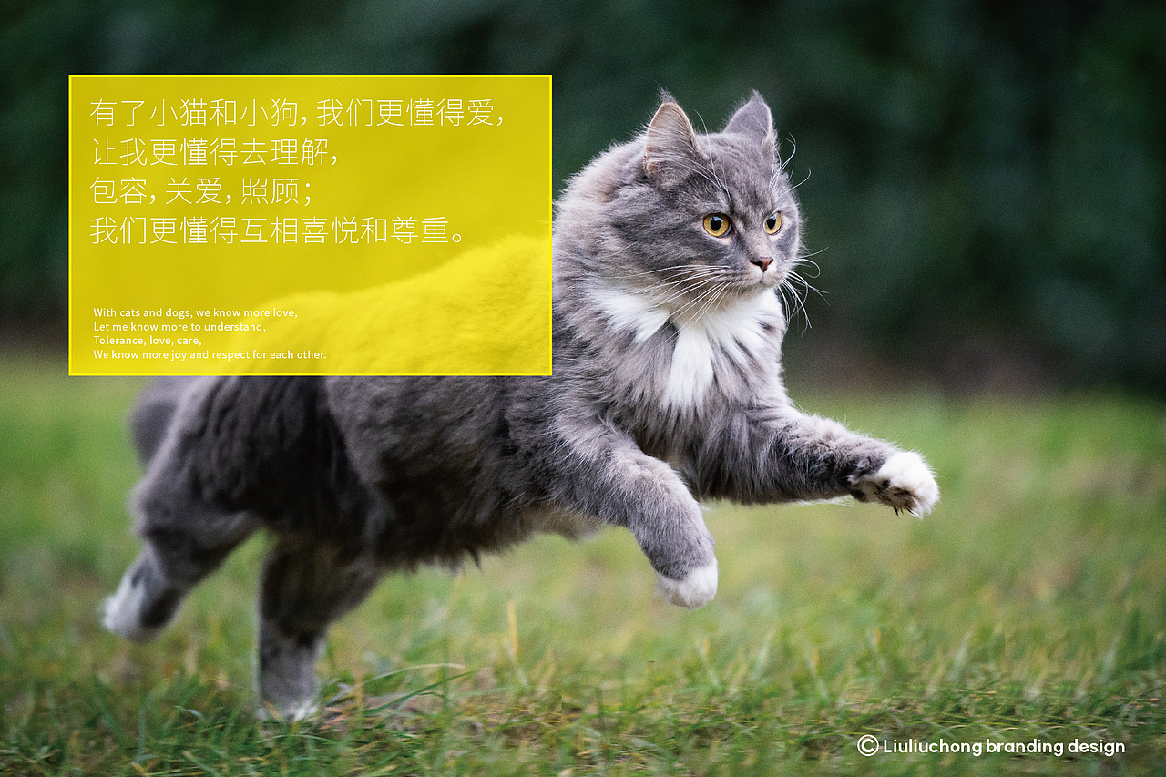 宠物LOGO 宠物包装 LOGO设计 宠物品牌设计 vi vi设计