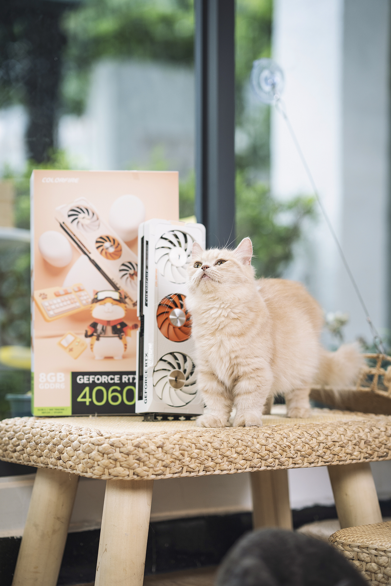 猫猫主题显卡拍摄