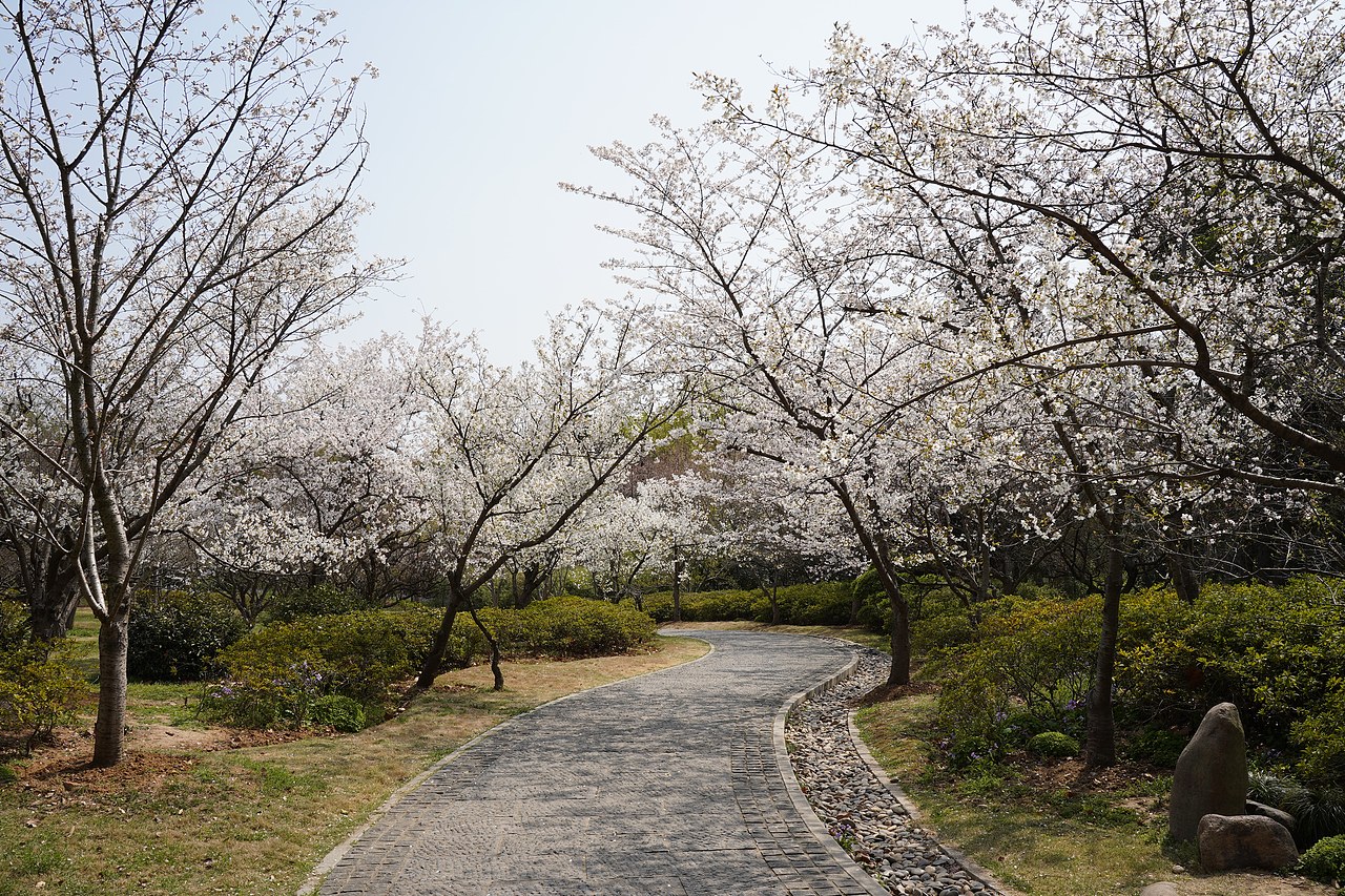 南京明孝陵樱花（图ZMzM0NDA1ODIw） - 风光摄影 - 站酷设计师黑巧ines原创素材 - 站酷ZCOOL