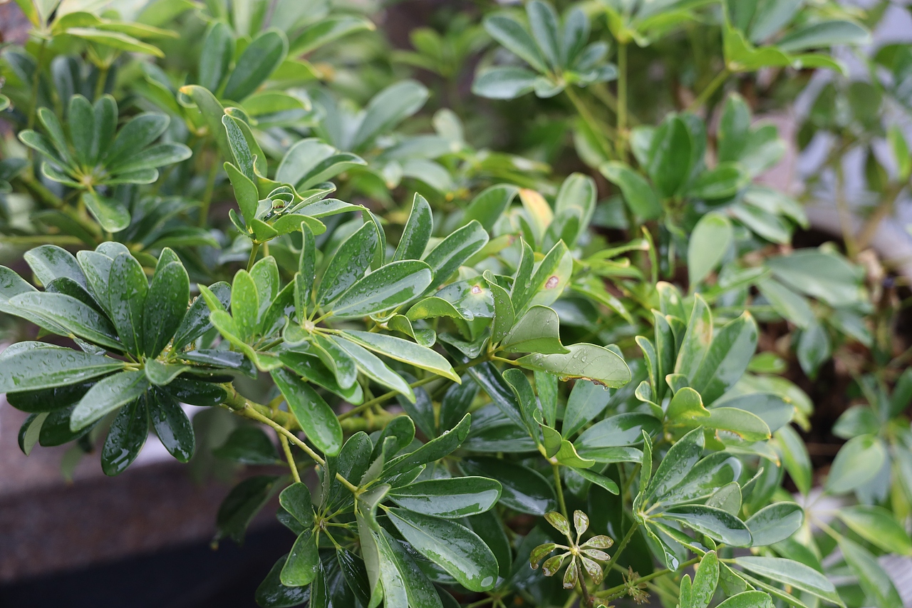 青植（图ZMzA0NDU0MjMy） - 风光摄影 - 站酷设计师商陆2334原创素材 - 站酷ZCOOL