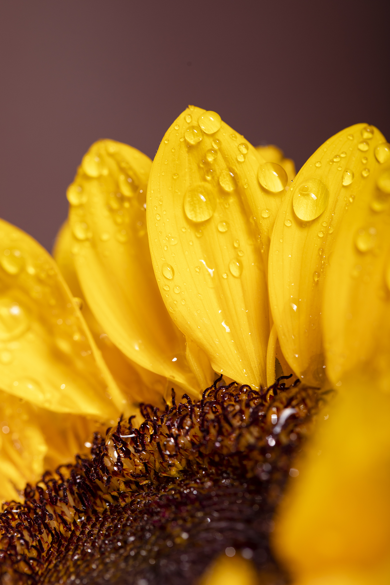 静物摄影 | 向日葵