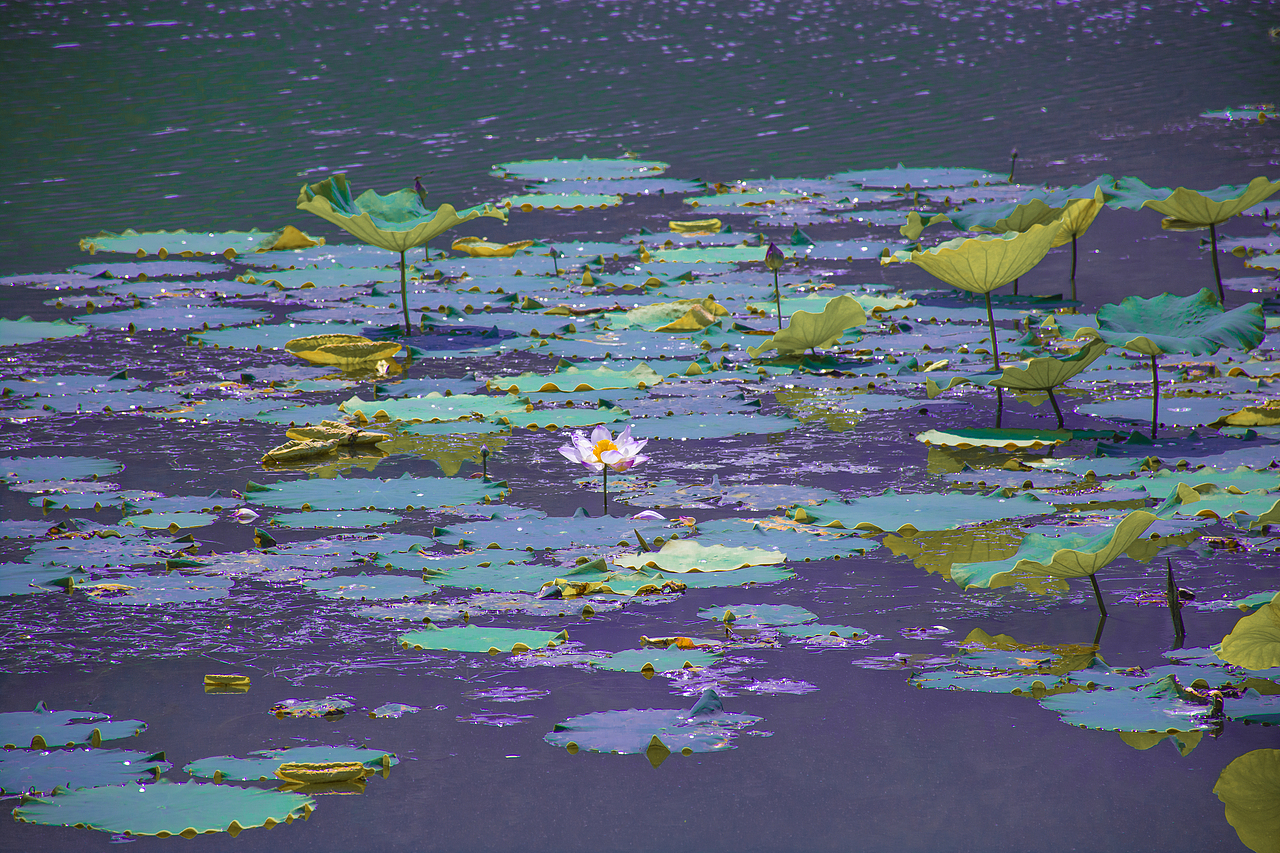 往湘湖的路上,我与荷花相赏。