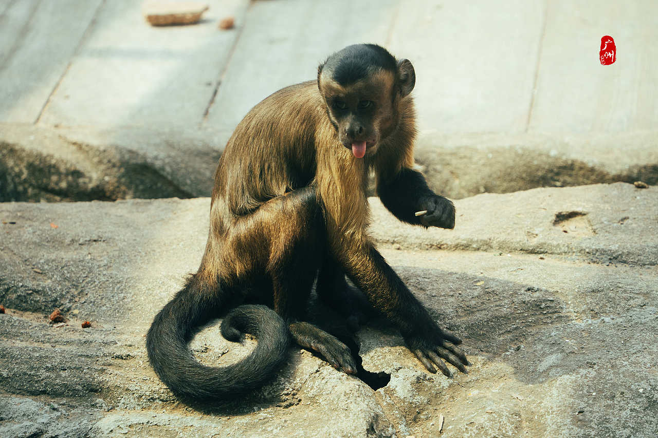 随手拍·广州动物园(兽类)