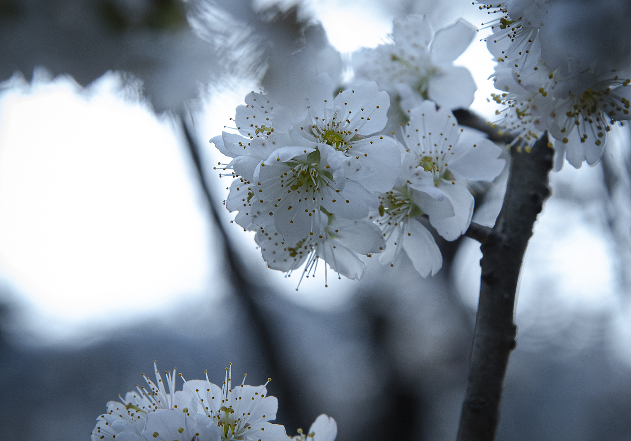 梨花开（图ZMzMwNDIzMDM2） - 风光摄影 - 站酷设计师阿雪啦原创素材 - 站酷ZCOOL