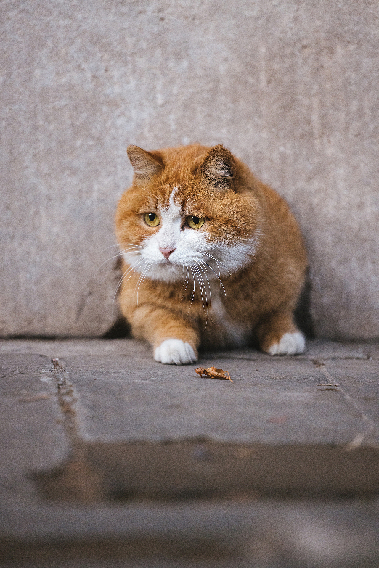 故宫的猫——帕帕