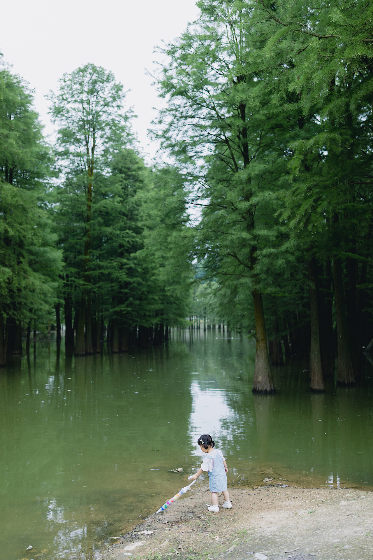 带了很多杨梅回杭