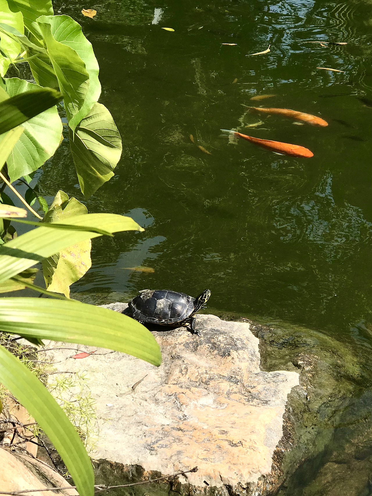 空山无人水流花开