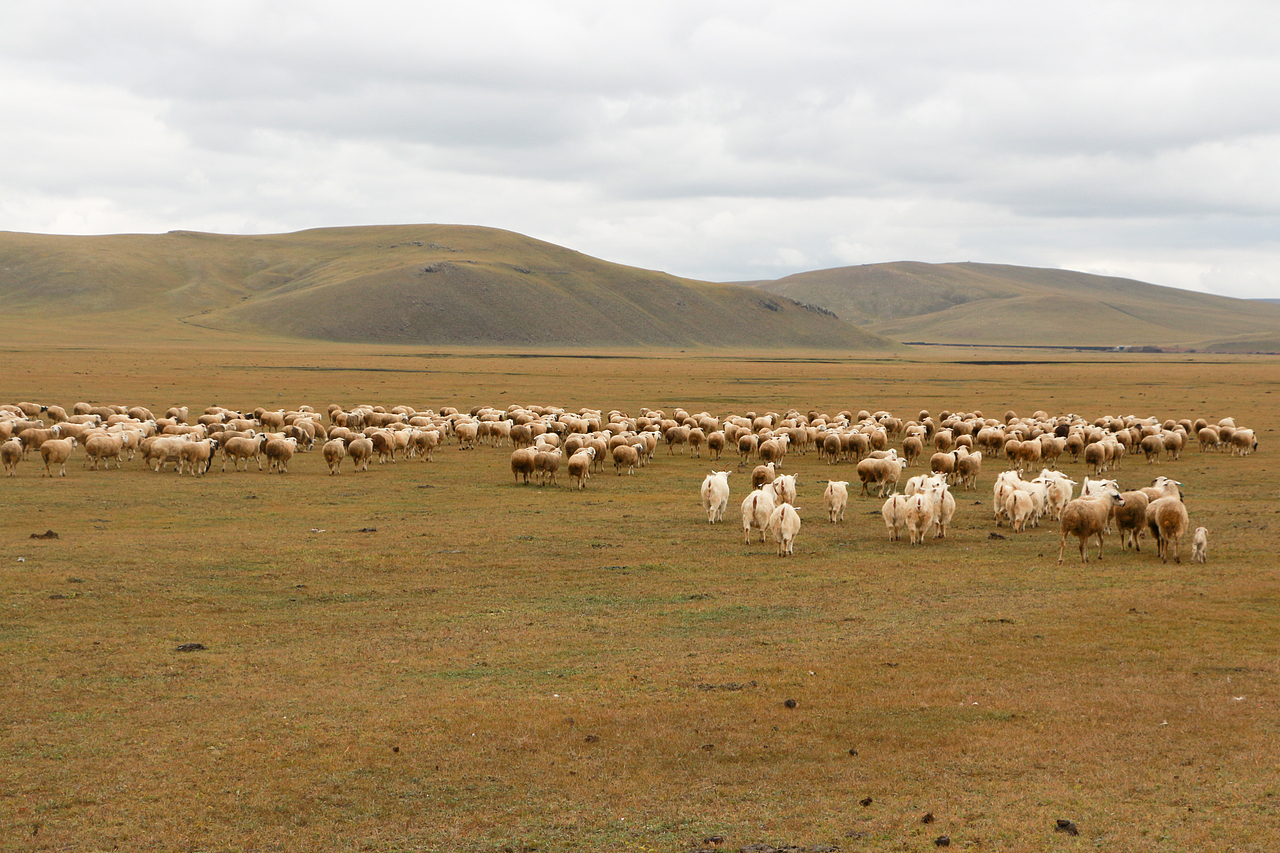 哈尔滨，呼伦贝尔，2020（图ZMzU5ODEyMTM2） - 风光摄影 - 站酷设计师程小灰啊原创素材 - 站酷ZCOOL