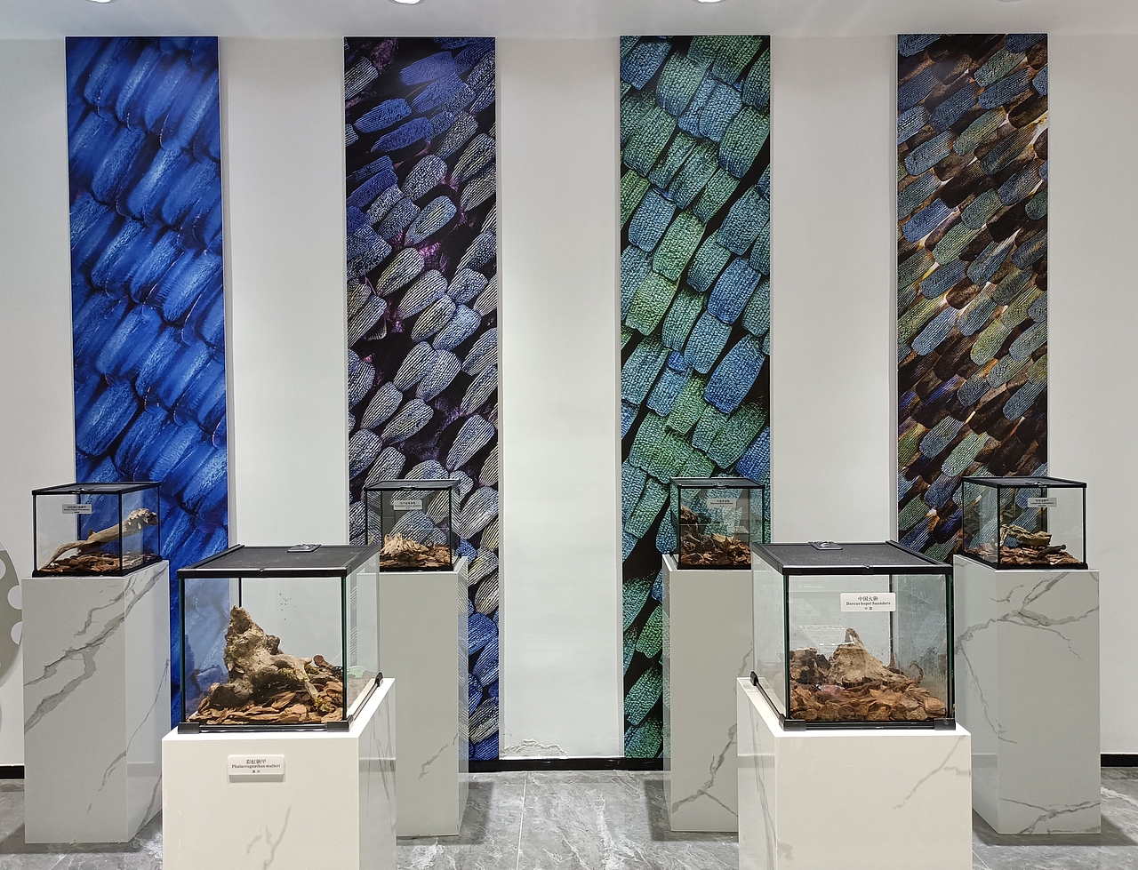 蓝色幻影昆虫空间（图ZMzUxNzAyNDg0） - 展陈设计 - 站酷设计师I虫趣汇I原创素材 - 站酷ZCOOL