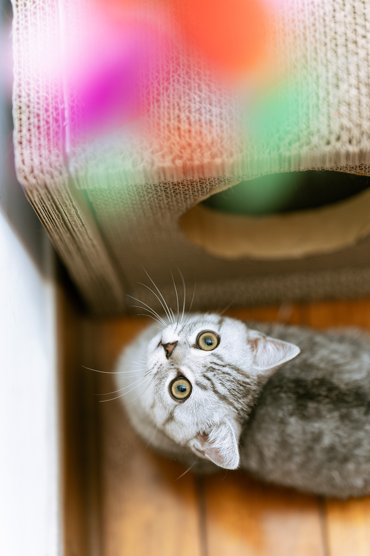 居家拍摄猫咪写真（图ZMzE1NjE5NzQ4） - 宠物摄影 - 站酷设计师大橙0214原创素材 - 站酷ZCOOL