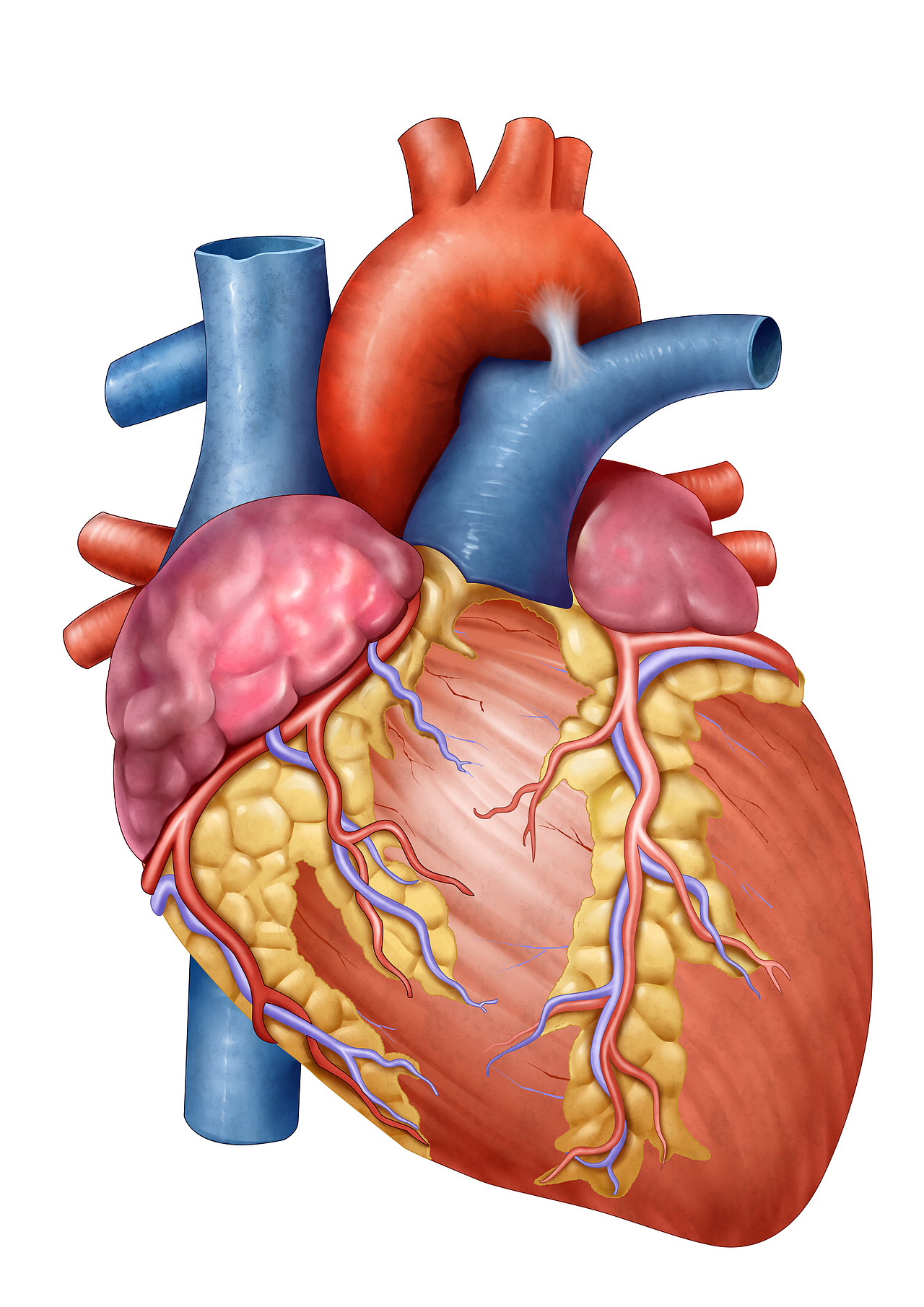 醫(yī)學(xué)插畫(huà)（圖ZMzIzMDc5MDg4） - 概念設(shè)定 - 站酷設(shè)計(jì)師自由插畫(huà)師原創(chuàng)素材 - 站酷ZCOOL