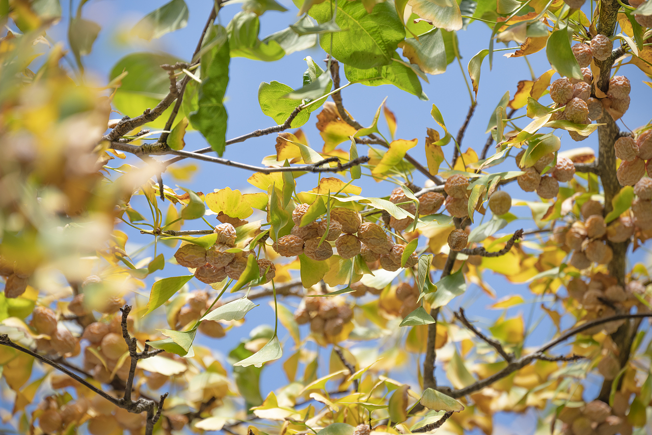 一个人的旅行-婺源篁岭（图ZMzIwNDU1NjAw） - 风光摄影 - 站酷设计师文艺田原创素材 - 站酷ZCOOL