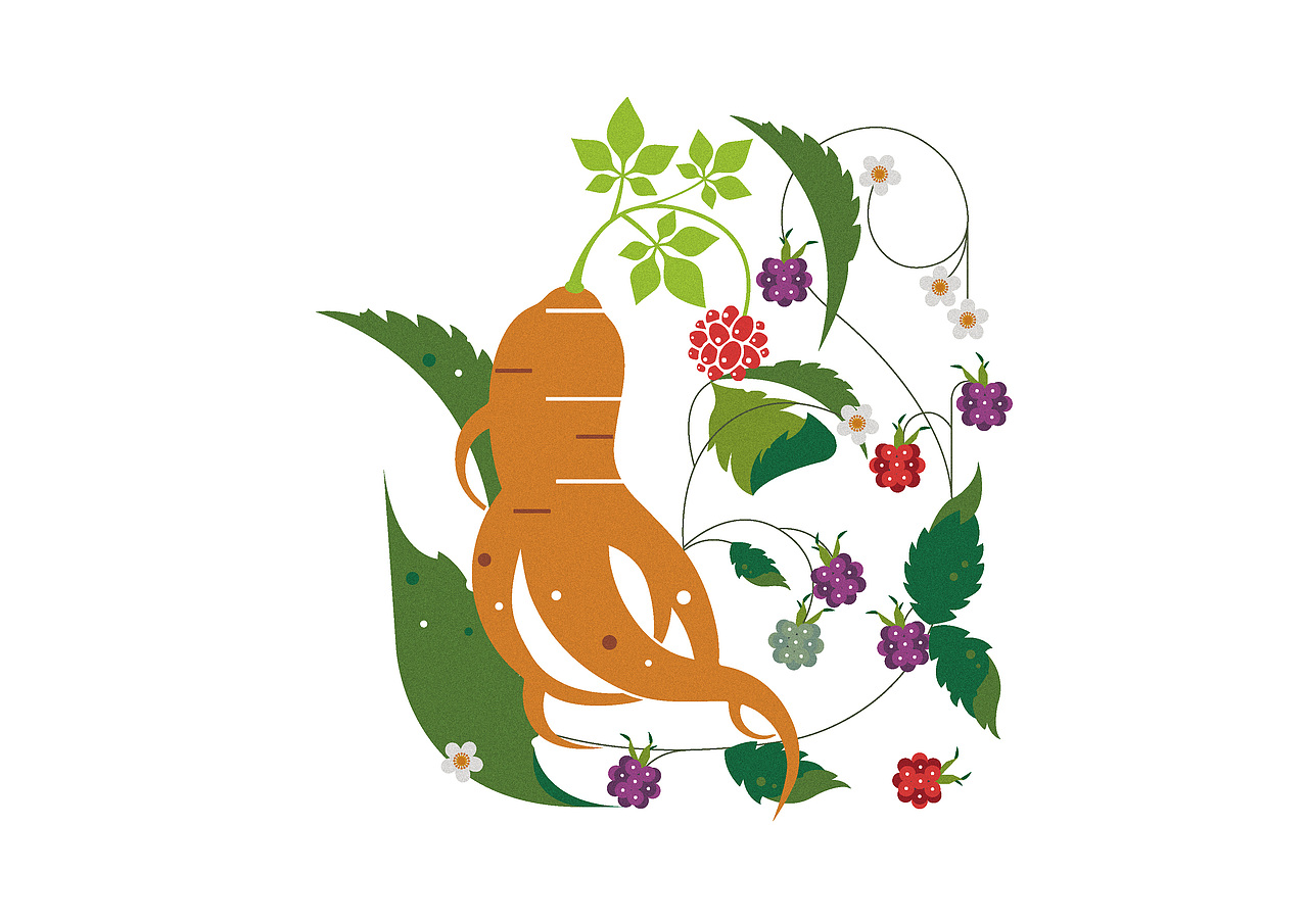 人参/桑椹/红枣/枸杞👉补气血